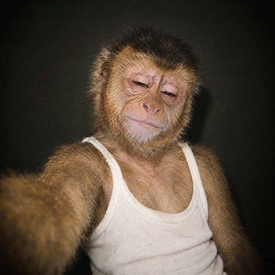 A capuchin monkey in a white tank top takes a selfie against a dark background.